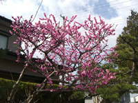 ���j�����ٓ����ɂ���g�~