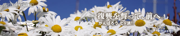 復興を誓って、前へ。がんばろう!! 七ヶ浜:町花はまぎく