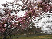 4月10日君ヶ岡公園の桜1
