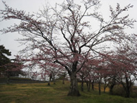 4月10日君ヶ岡公園の桜2