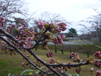 4月11日君ヶ岡公園の桜1