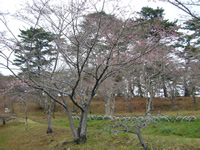 4月11日君ヶ岡公園の桜2