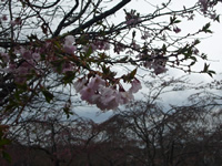 4月11日君ヶ岡公園の桜3
