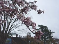 4月14日君ヶ岡公園の桜1