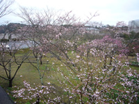 4月14日君ヶ岡公園の桜2