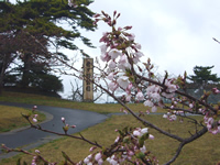 4月14日君ヶ岡公園の桜3