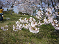 4月15日君ヶ岡公園の桜2