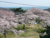 4月15日君ヶ岡公園の桜3