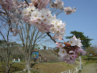 4月15日君ヶ岡公園の桜4
