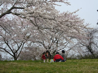 4月16日君ヶ岡公園の桜1