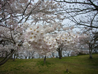 4月16日君ヶ岡公園の桜2