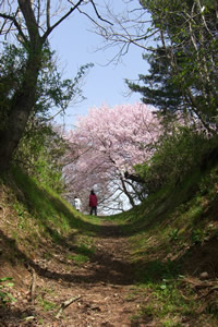 4月15日大木囲貝塚の桜1