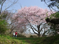 4月15日大木囲貝塚の桜2
