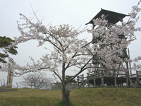 4月17日君ヶ岡公園の桜2
