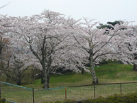 4月17日君ヶ岡公園の桜3