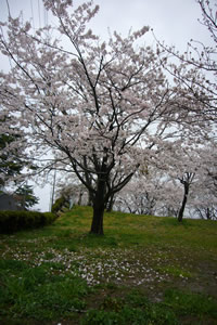 4月18日君ヶ岡公園の桜1