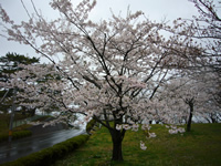 4月18日君ヶ岡公園の桜2