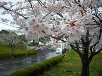 4月18日君ヶ岡公園の桜3