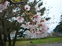 4月21日君ヶ岡公園の桜2