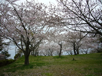 4月21日君ヶ岡公園の桜3