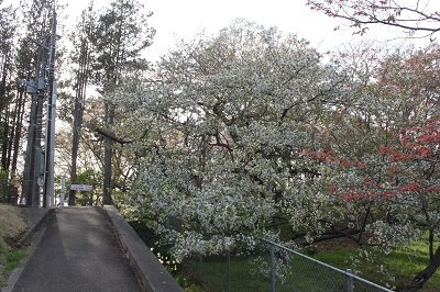 大島桜_20260416.jpg