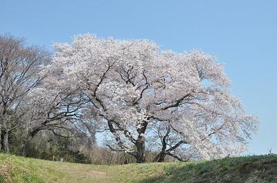 大木囲貝塚桜紀行2024.JPG